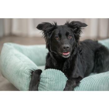 Preview: pho_pro_dog_37260-37261-37262-1_sall_awk_v11.jpg