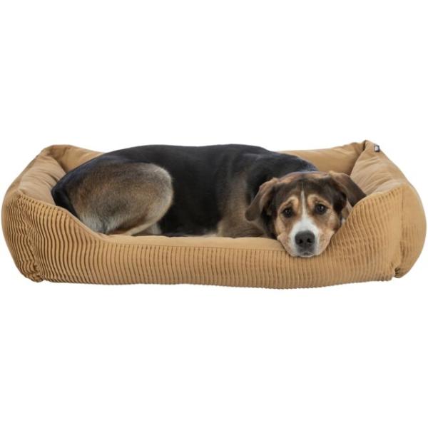 pho_pro_dog_clip_37693-1_sall_awk_v11.jpg